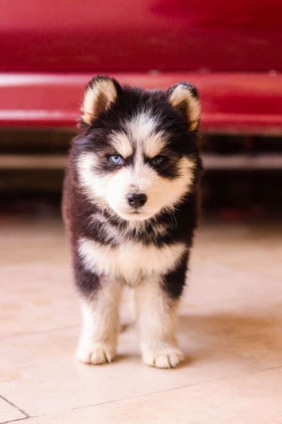 Husky puppy - Dog - Buy and Sell Pets in Rawalpindi