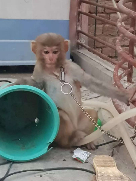 Monkey - Monkey - Buy and Sell Pets in Dera Ghazi Khan